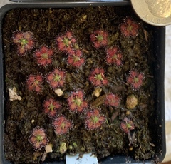 Drosera roseana
