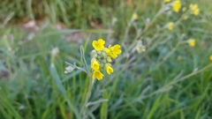 Aurinia sinuata