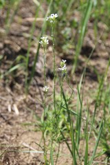Erysimum leucanthemum