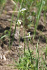 Erysimum leucanthemum