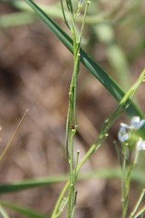 Erysimum leucanthemum