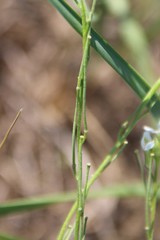 Erysimum leucanthemum