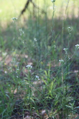 Erysimum leucanthemum