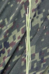 Erysimum leucanthemum