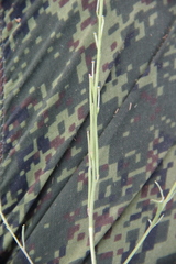 Erysimum leucanthemum