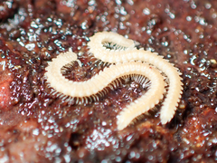 Andrognathus corticarius