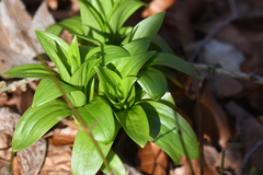 Lilium martagon