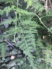 Asparagus setaceus