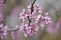 Cercis canadensis
