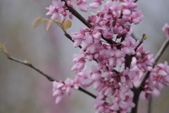 Cercis canadensis