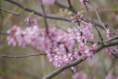 Cercis canadensis