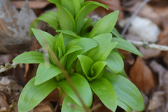 Lilium martagon