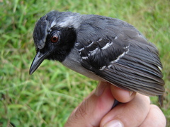 Myrmoborus myotherinus