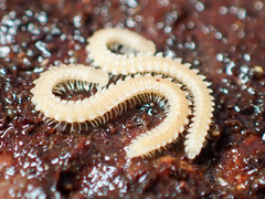 Andrognathus corticarius