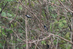 Melaniparus guineensis