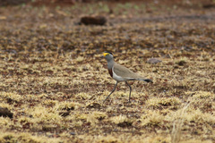 Vanellus superciliosus