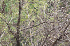 Phoenicurus phoenicurus