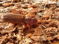 Dendrophagus crenatus