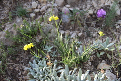 Erysimum substrigosum