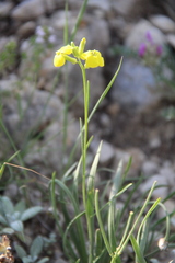 Erysimum substrigosum