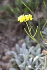 Erysimum substrigosum