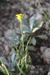 Erysimum substrigosum