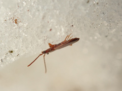 Dendrophagus crenatus