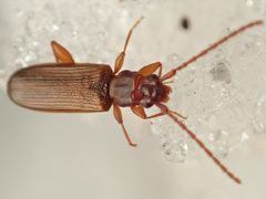 Dendrophagus crenatus