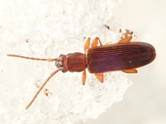 Dendrophagus crenatus