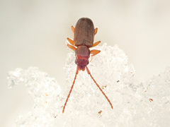 Dendrophagus crenatus
