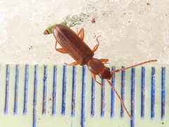 Dendrophagus crenatus