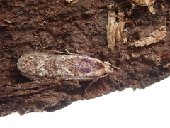 Agonopterix hypericella