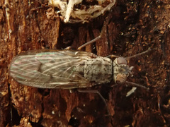Lispocephala alma