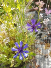 Centaurea cyanoides