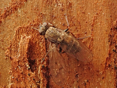 Lispocephala alma