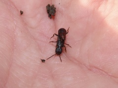 Platydracus cinnamopterus