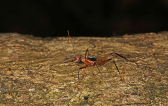 Leptomyrmex tibialis