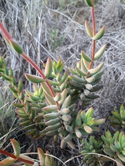 Crassula mollis
