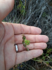 Crassula mollis