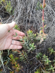 Crassula mollis