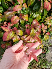 Nandina domestica
