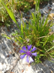 Centaurea cyanoides