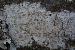 Lecanora pacifica