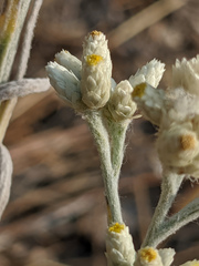 Pseudognaphalium thermale