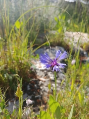 Centaurea cyanoides