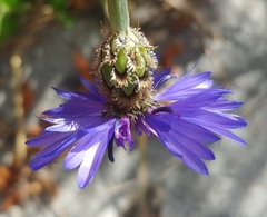 Centaurea cyanoides