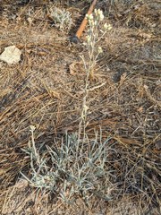 Pseudognaphalium thermale