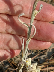 Pseudognaphalium thermale