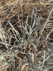 Pseudognaphalium thermale