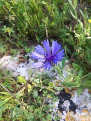 Centaurea cyanoides
